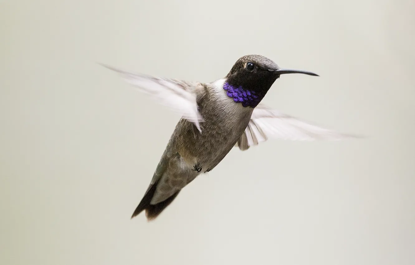 Photo wallpaper bird, flight, wings, hummingbird