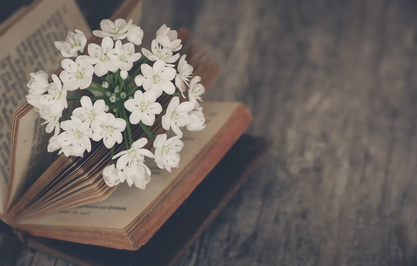 Photo wallpaper flowers, mood, book, Jasmine