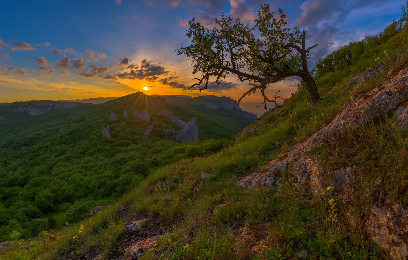 Photo wallpaper forest, sunset, mountains, tree, Russia, Crimea, The Crimean mountains