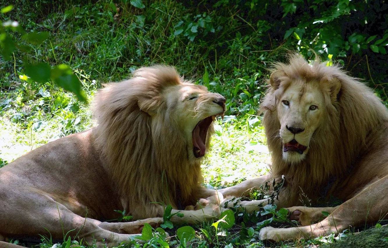 Photo wallpaper lion, animal, wildlife, big cats, Lions