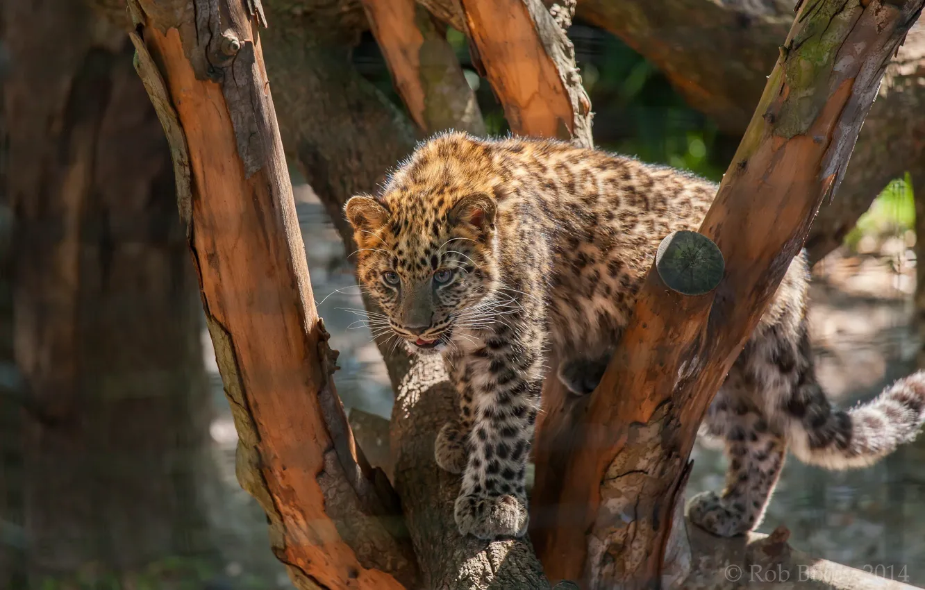 Photo wallpaper tree, predator, spot, leopard, cub, wild cat