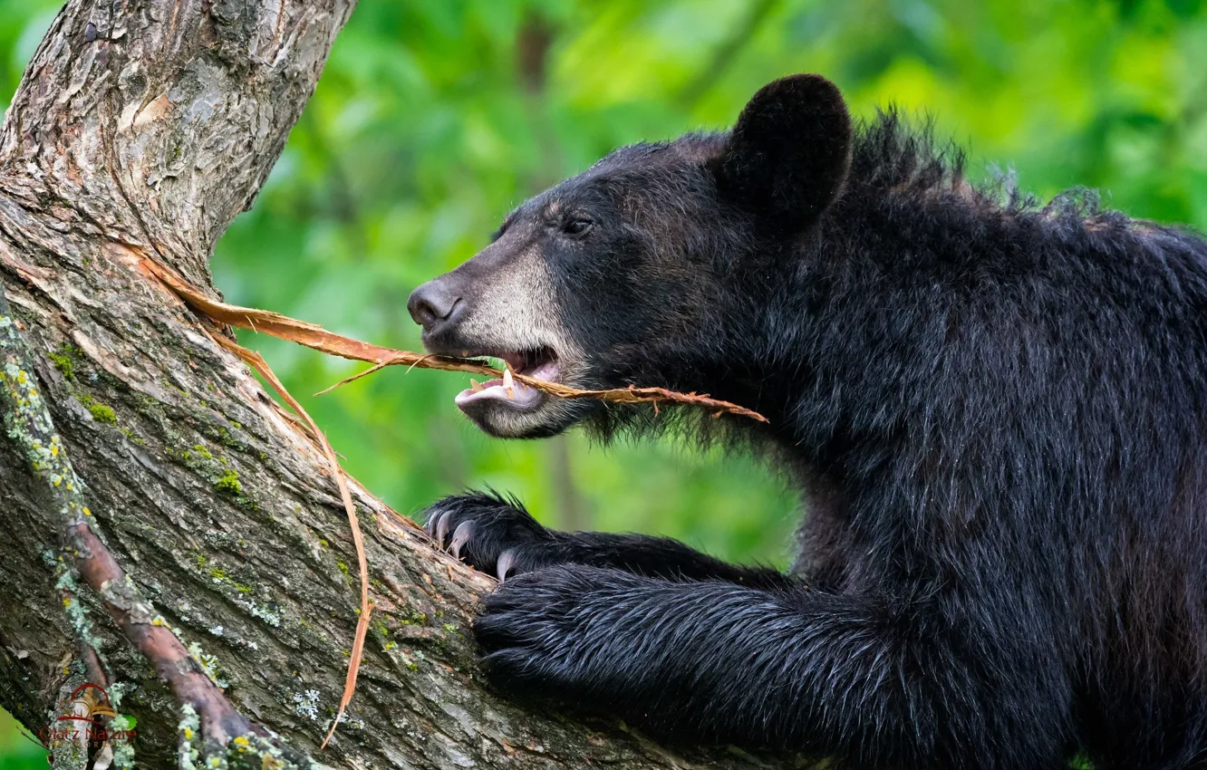 Photo wallpaper trees, the game, bear, trunk, bark