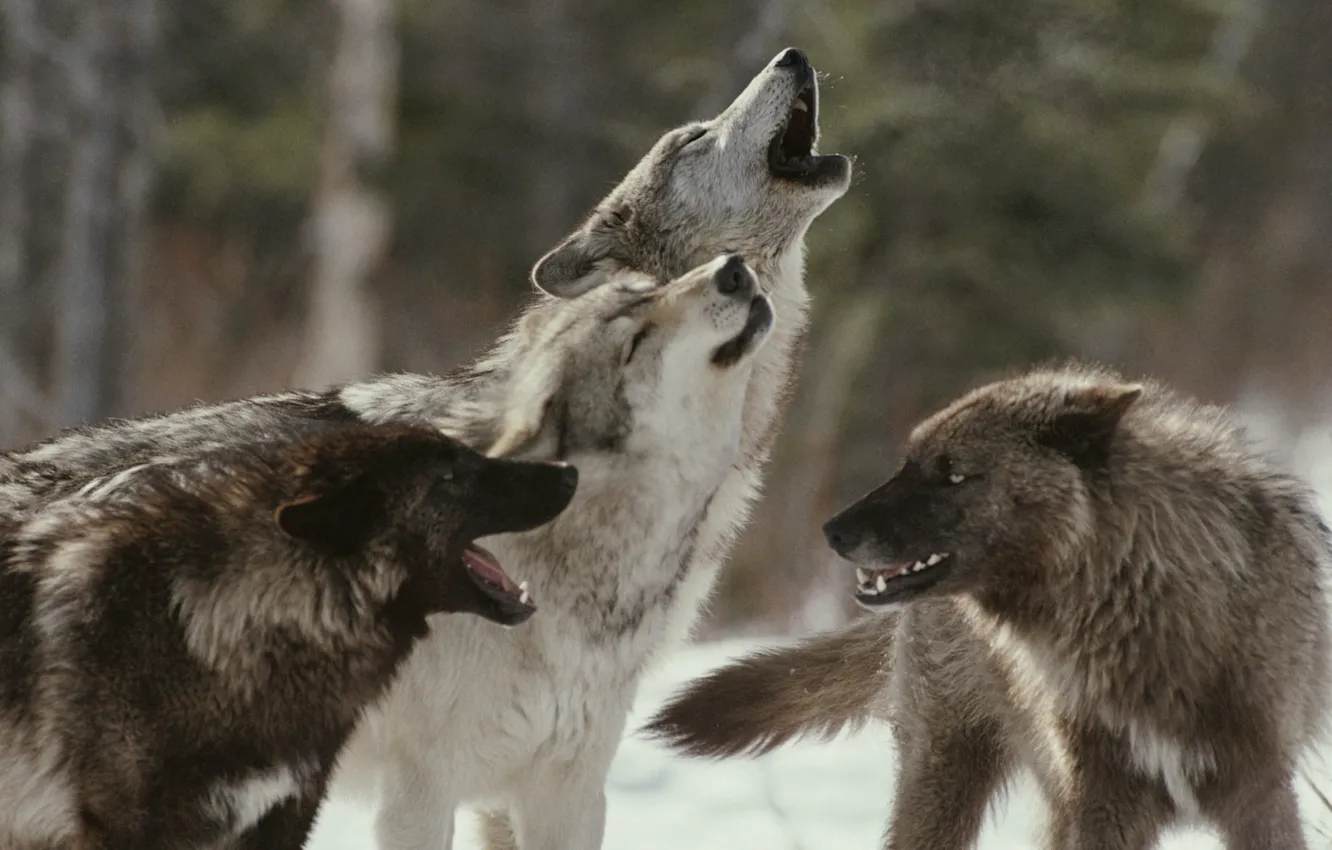 Photo wallpaper Predator, nature, animal, wolf, wildlife, portrait, portrait., Canis lupus. face