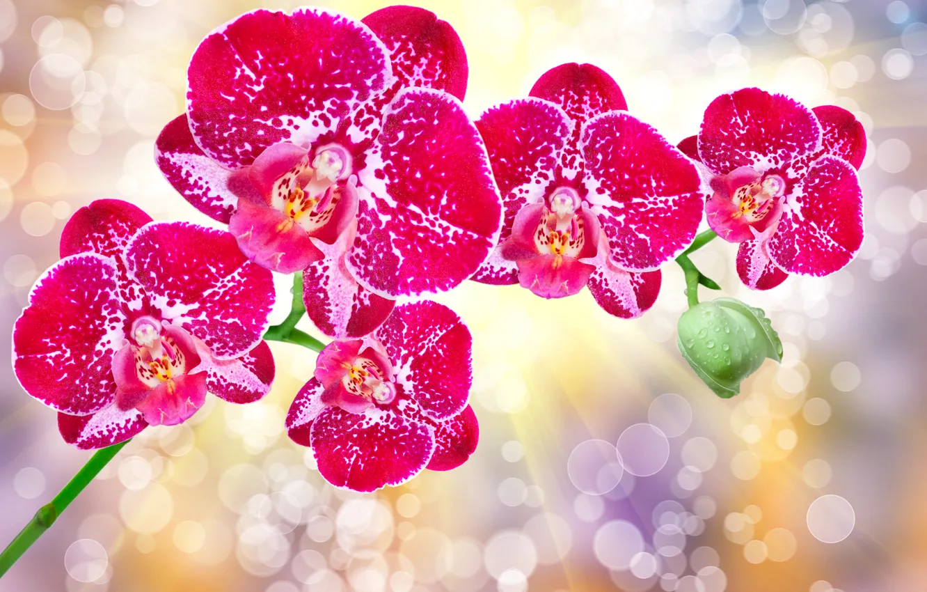 Photo wallpaper glare, background, orchids, rays of light, bokeh, closeup