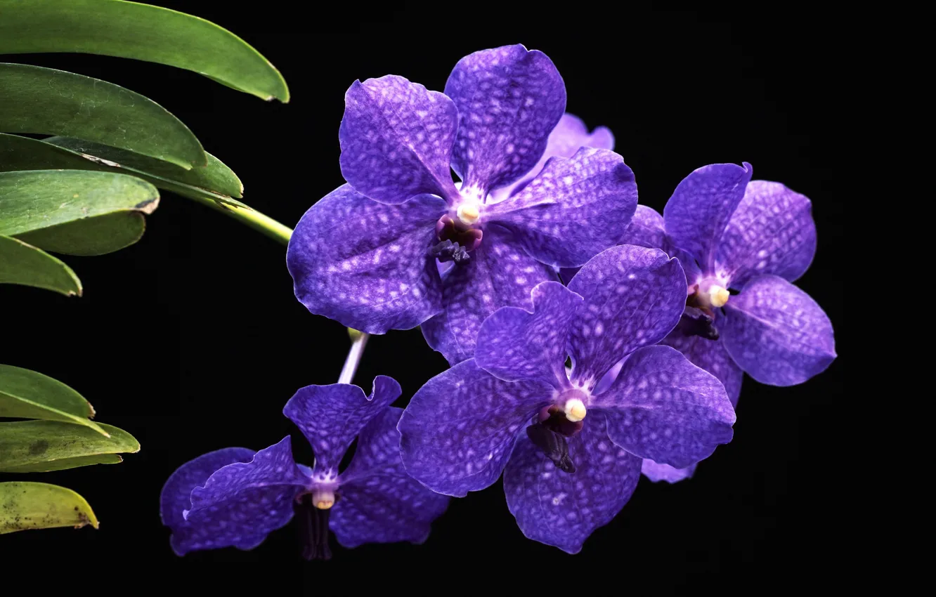 Photo wallpaper purple, macro, Orchid