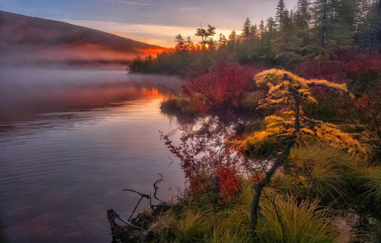 Photo wallpaper autumn, forest, shore, tree, pond