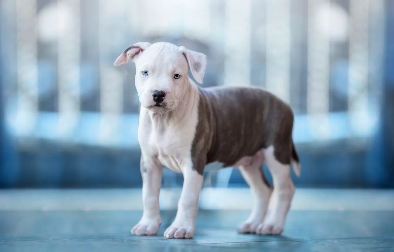 Photo wallpaper look, light, pose, background, mood, blue, the fence, dog