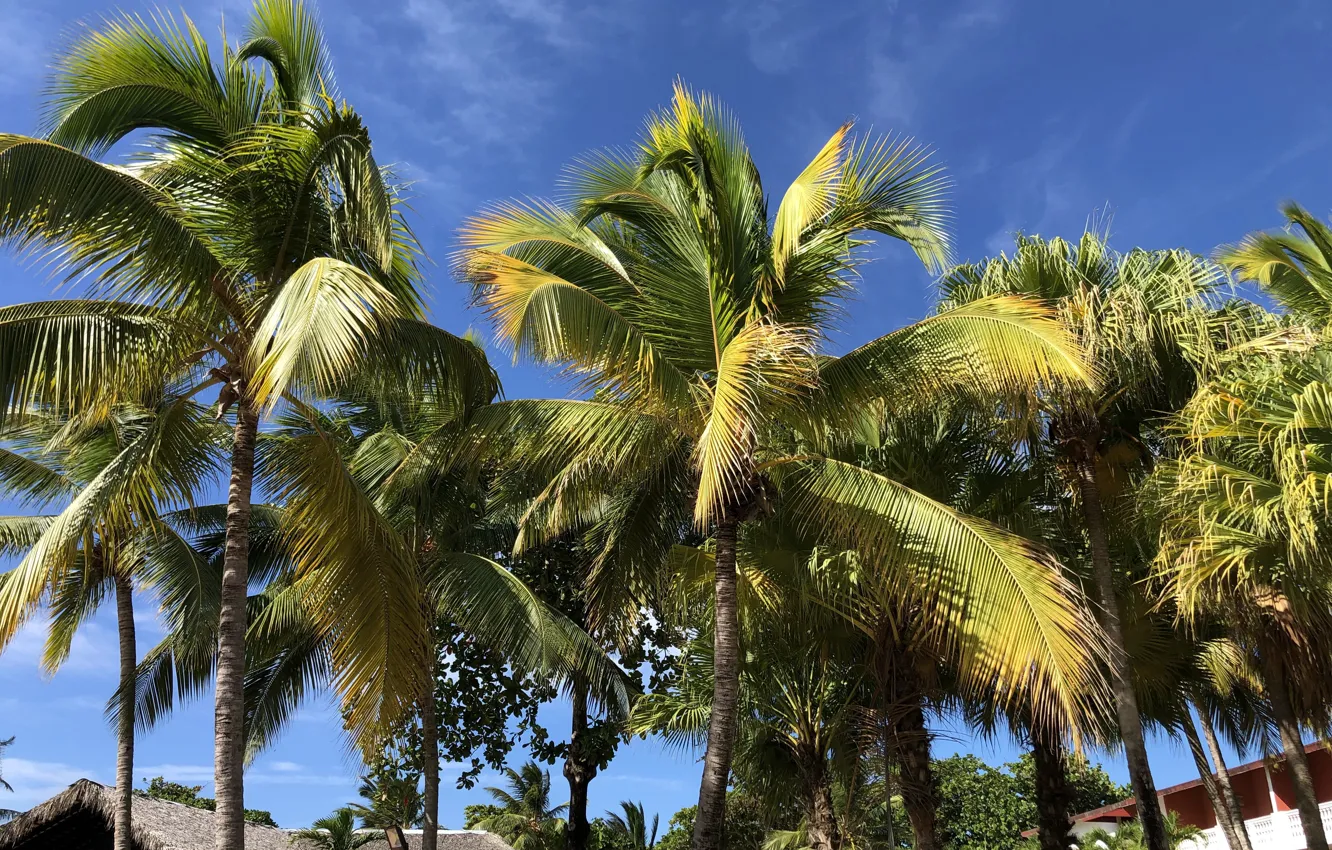 Photo wallpaper summer, holidays, beautiful, blue sky, vacation, palms, tropical