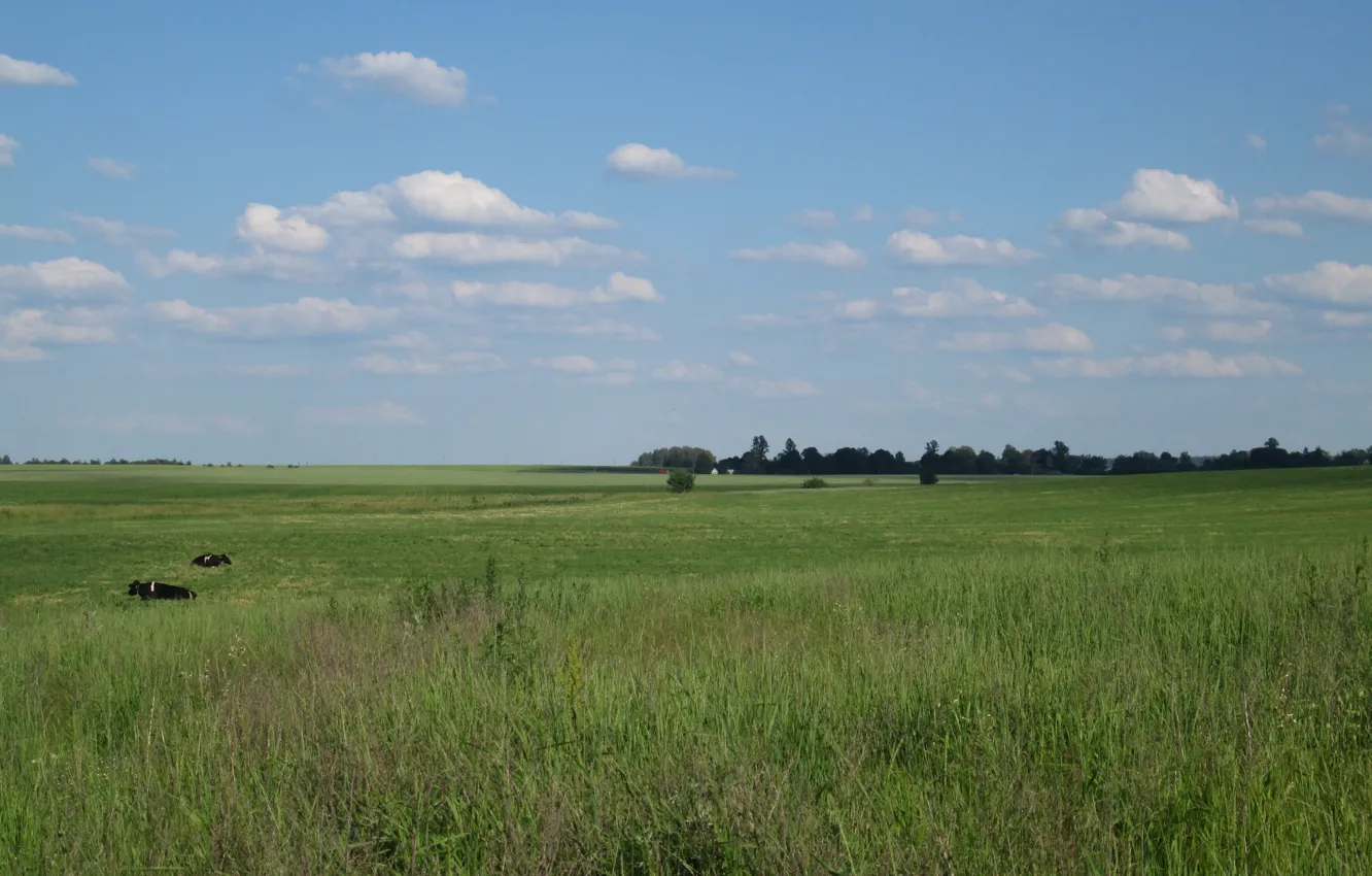 Photo wallpaper field, cows, village, space