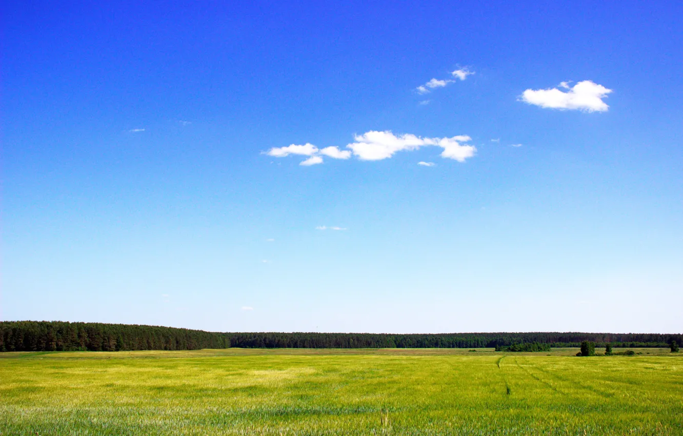 Photo wallpaper field, forest, the sky
