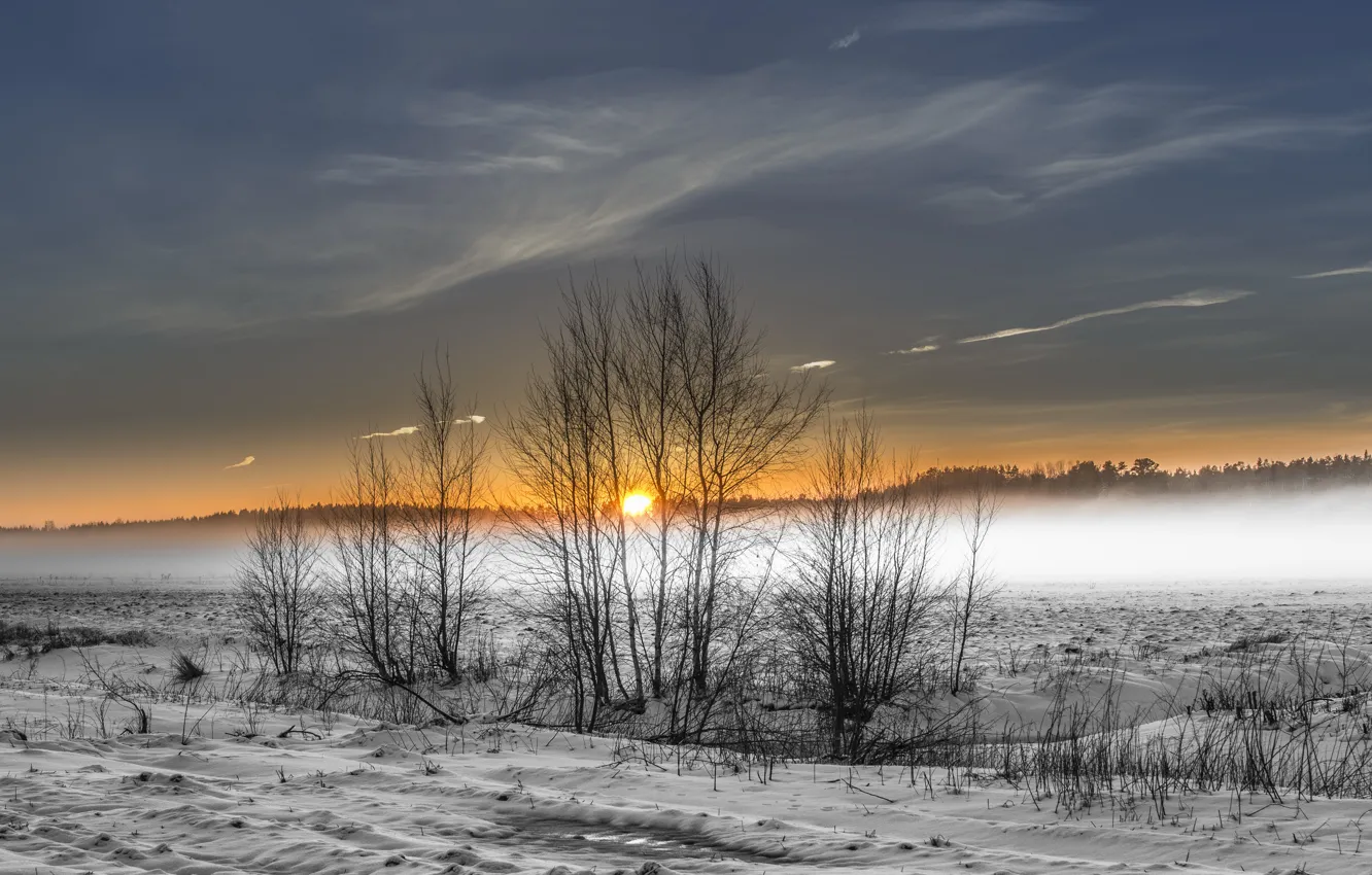 Photo wallpaper winter, field, fog
