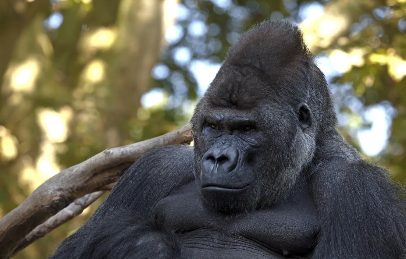 Photo wallpaper nature, portrait, gorilla