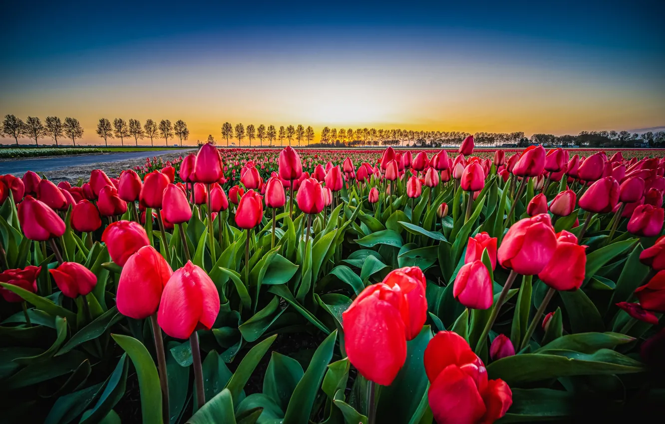 Photo wallpaper field, landscape, flowers, dawn, morning, tulips, Netherlands, The haarlemmermeer