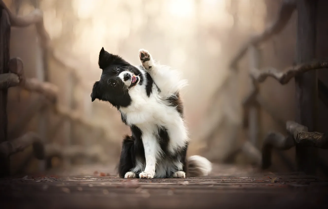 Photo wallpaper background, each, dog