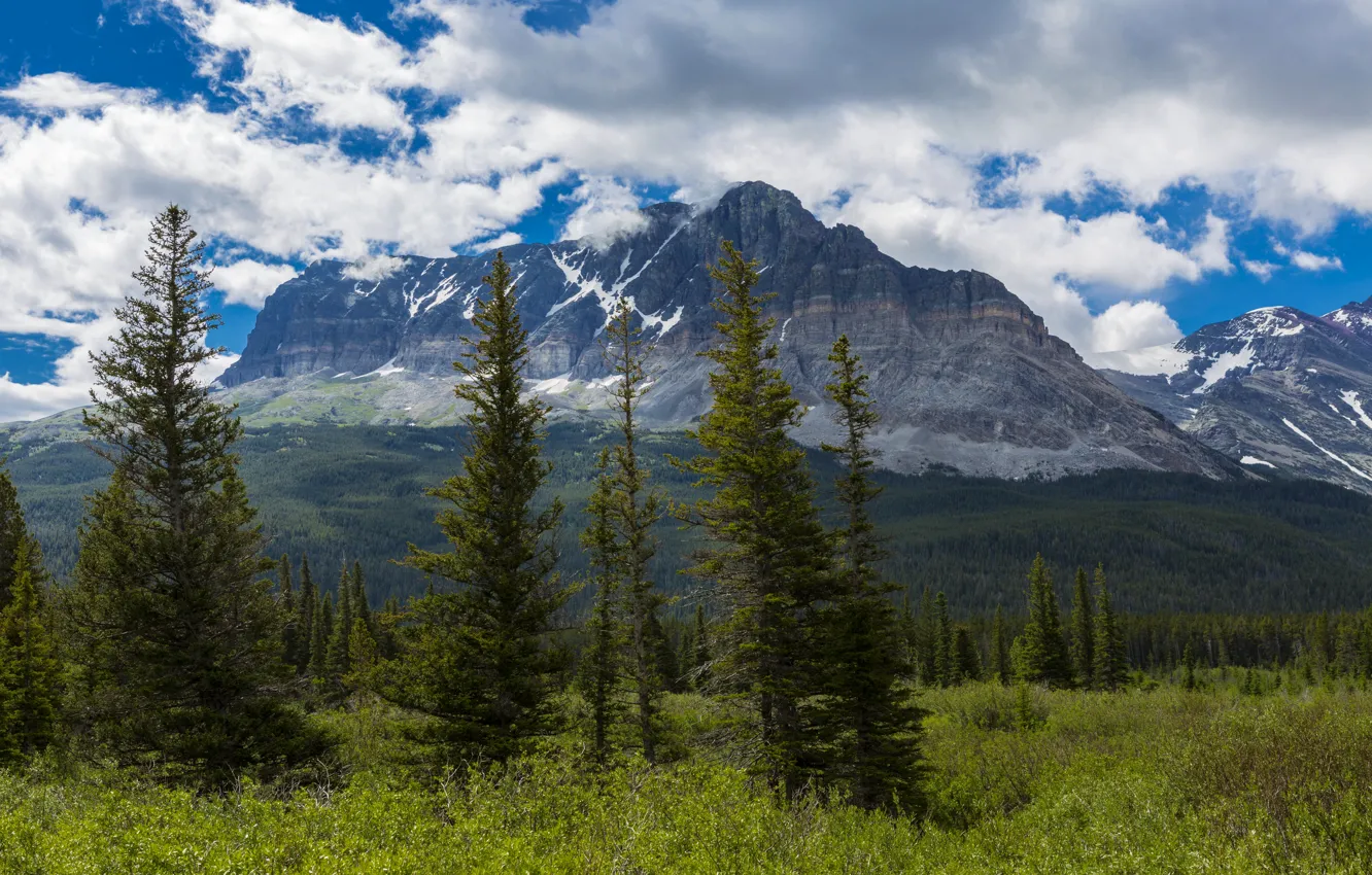 Photo wallpaper forest, clouds, trees, mountains, USA, the bushes, Glacier, Montana