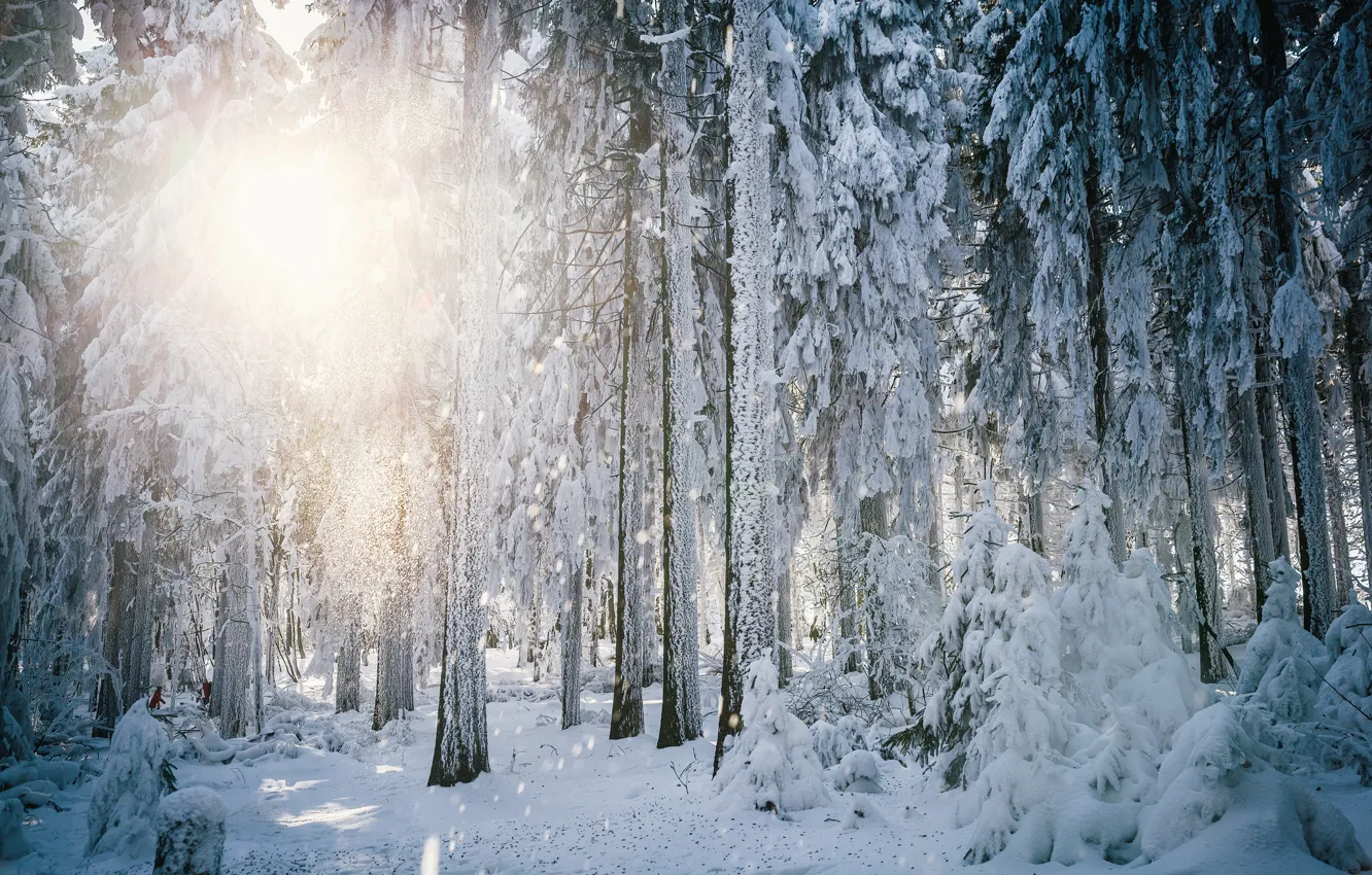 Photo wallpaper winter, frost, forest, the sun, light, snow, trees, Germany