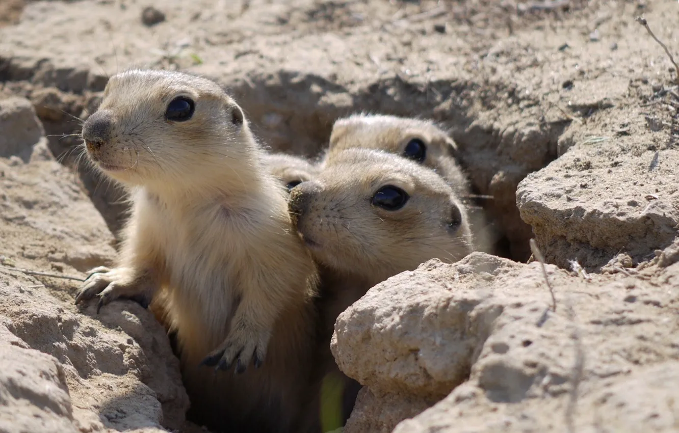 Photo wallpaper Nora, gopher