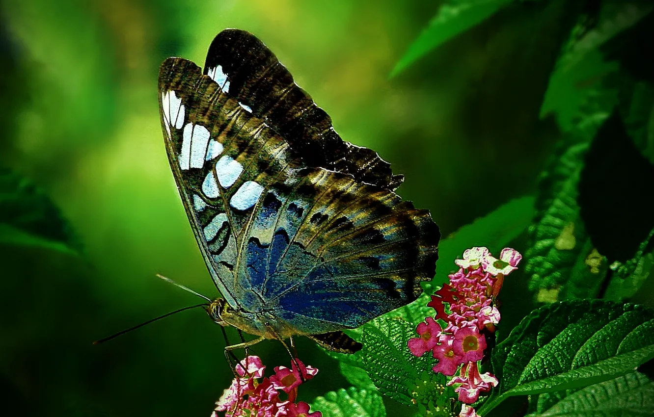 Photo wallpaper flower, sheet, butterfly, moth