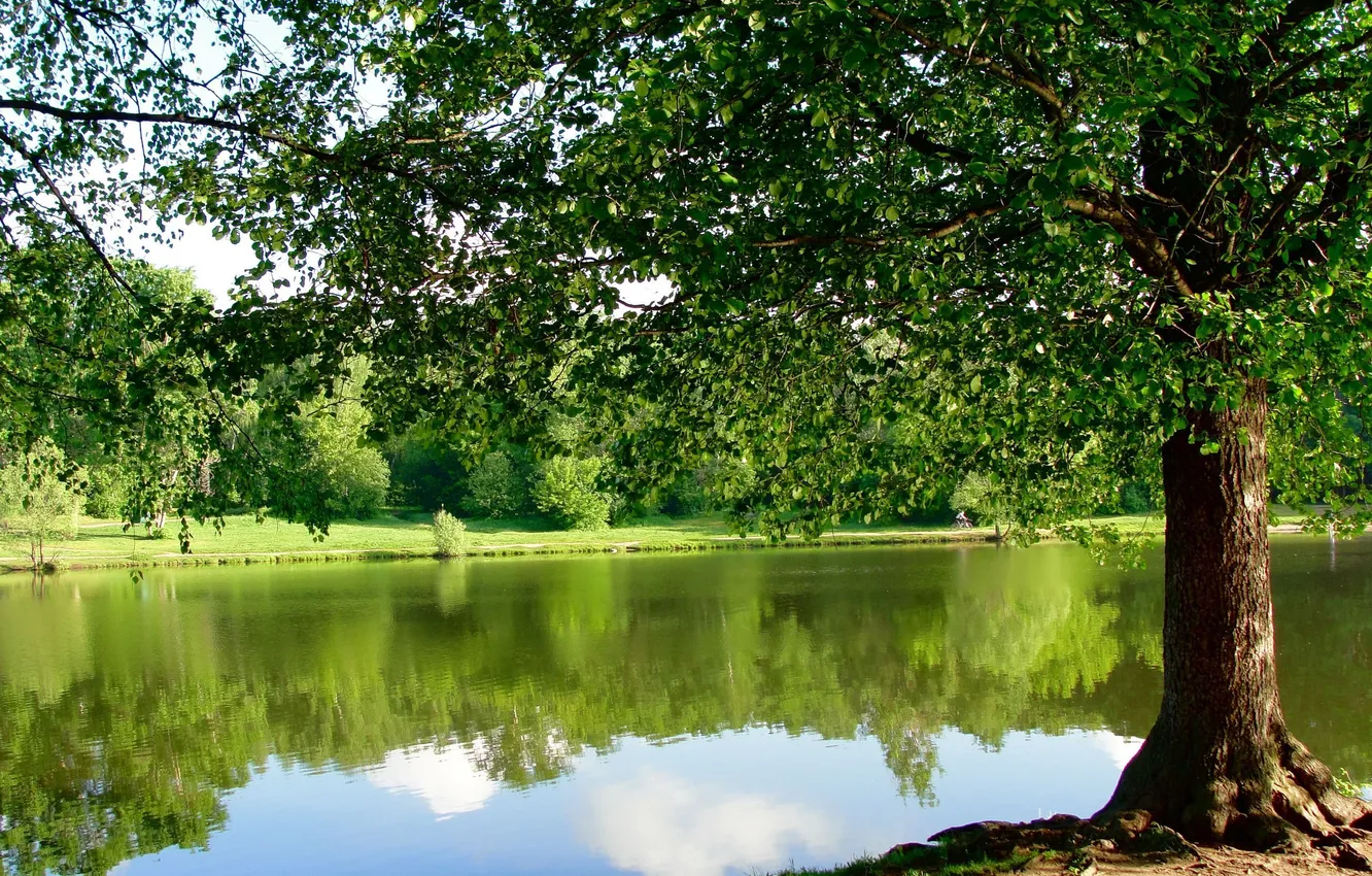 Photo wallpaper pond, Park, tree