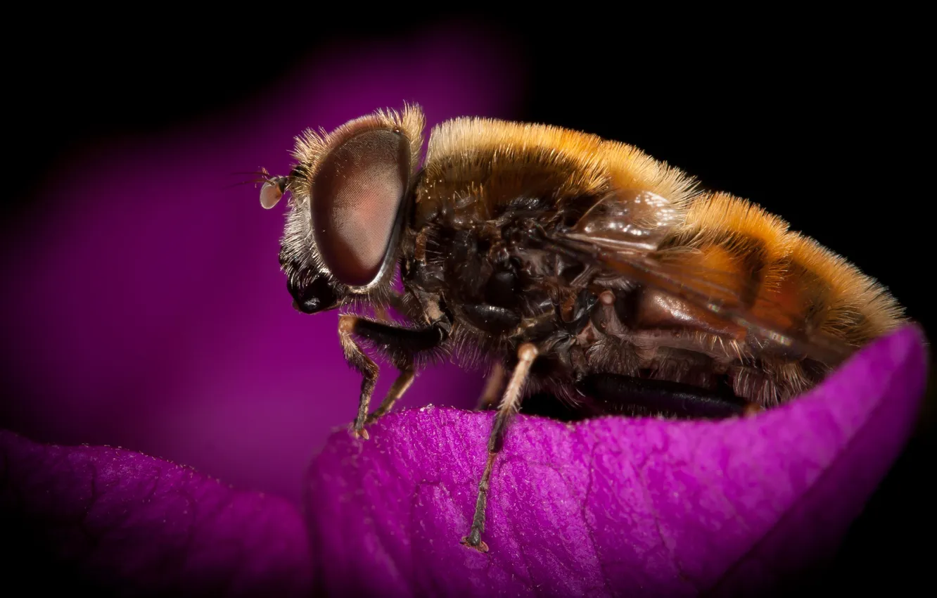 Photo wallpaper flowers, bee, hairy
