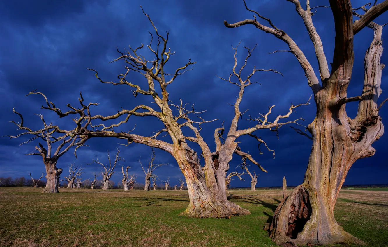 Photo wallpaper the sky, trees, nature, Dry, gloomy