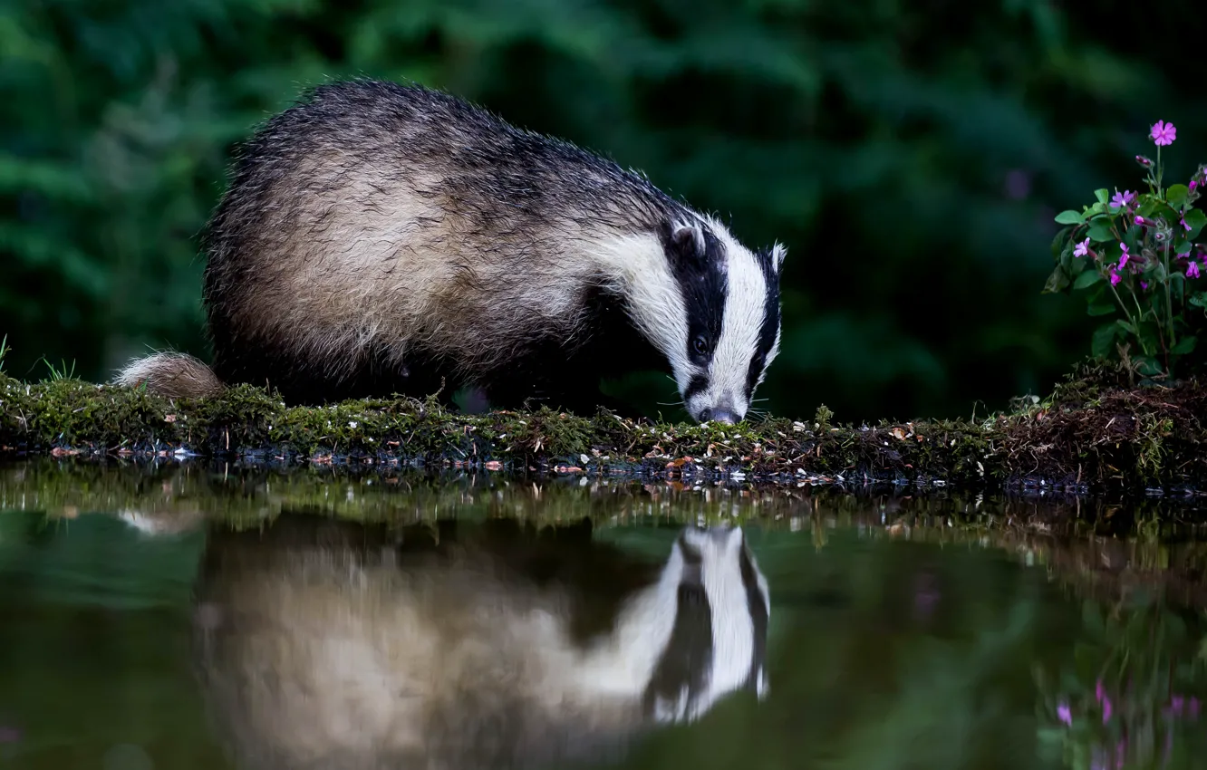 Photo wallpaper water, flowers, reflection, the dark background, shore, pond, badger