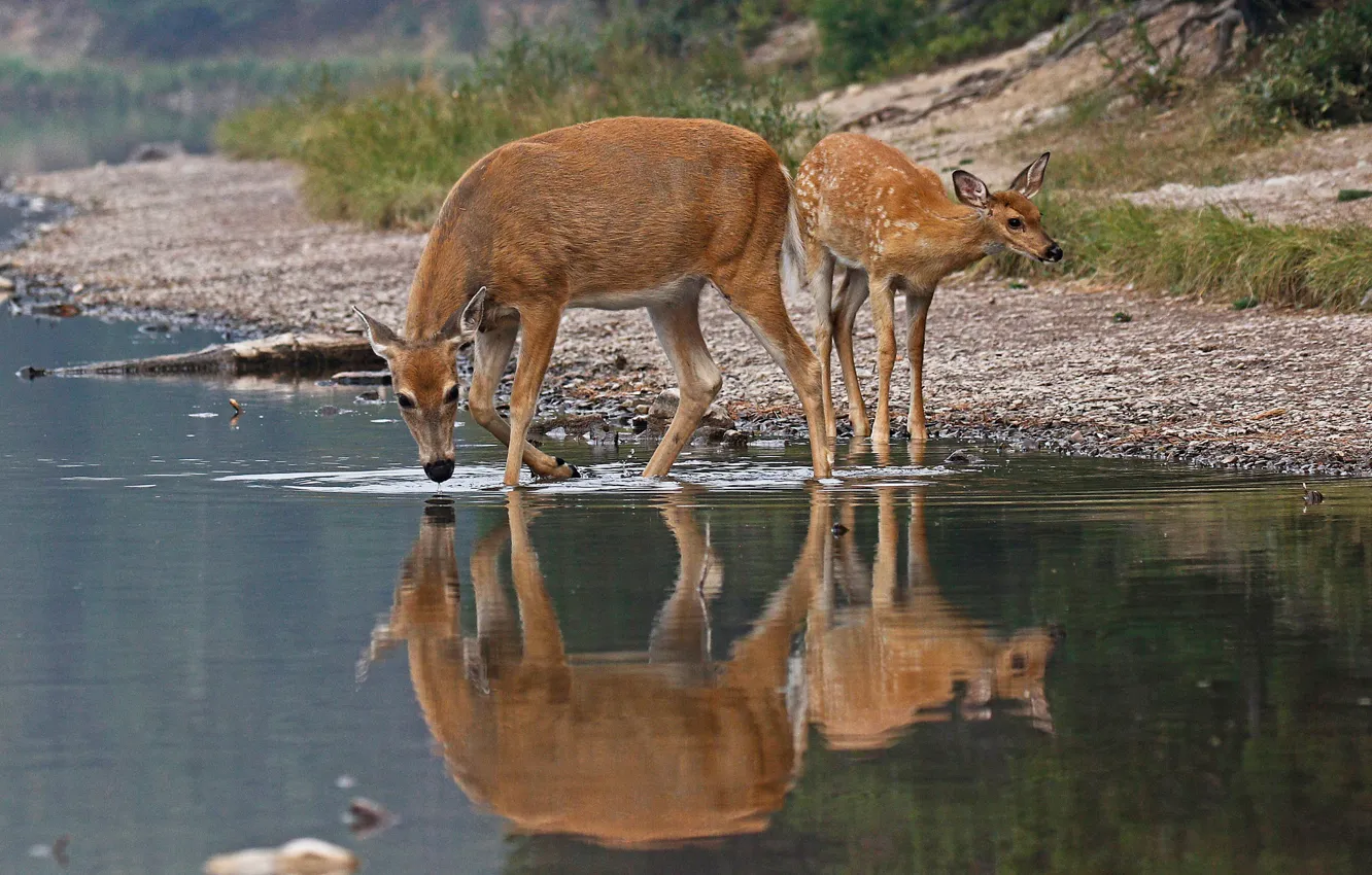 Photo wallpaper nature, reflection, fawn, drink, female, white-tailed deer