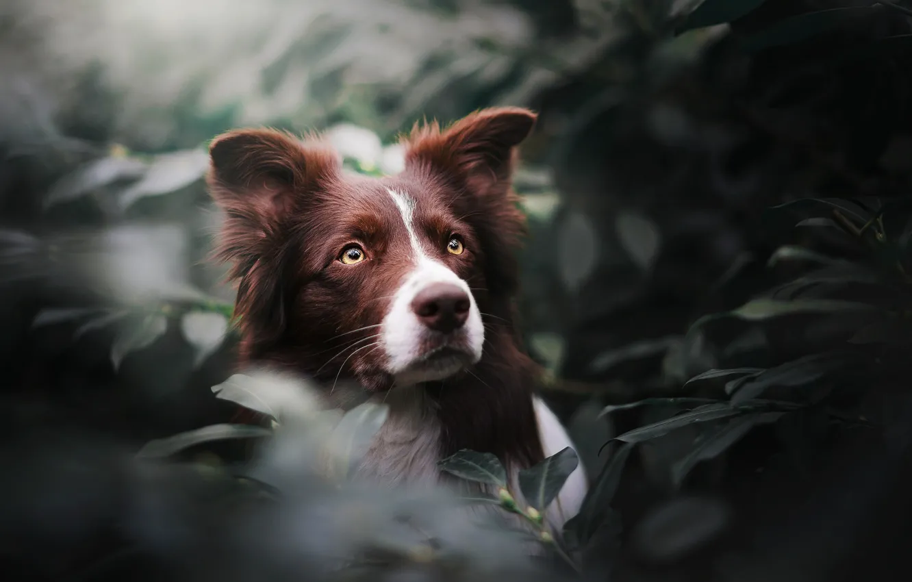 Photo wallpaper look, face, leaves, portrait, dog, The border collie