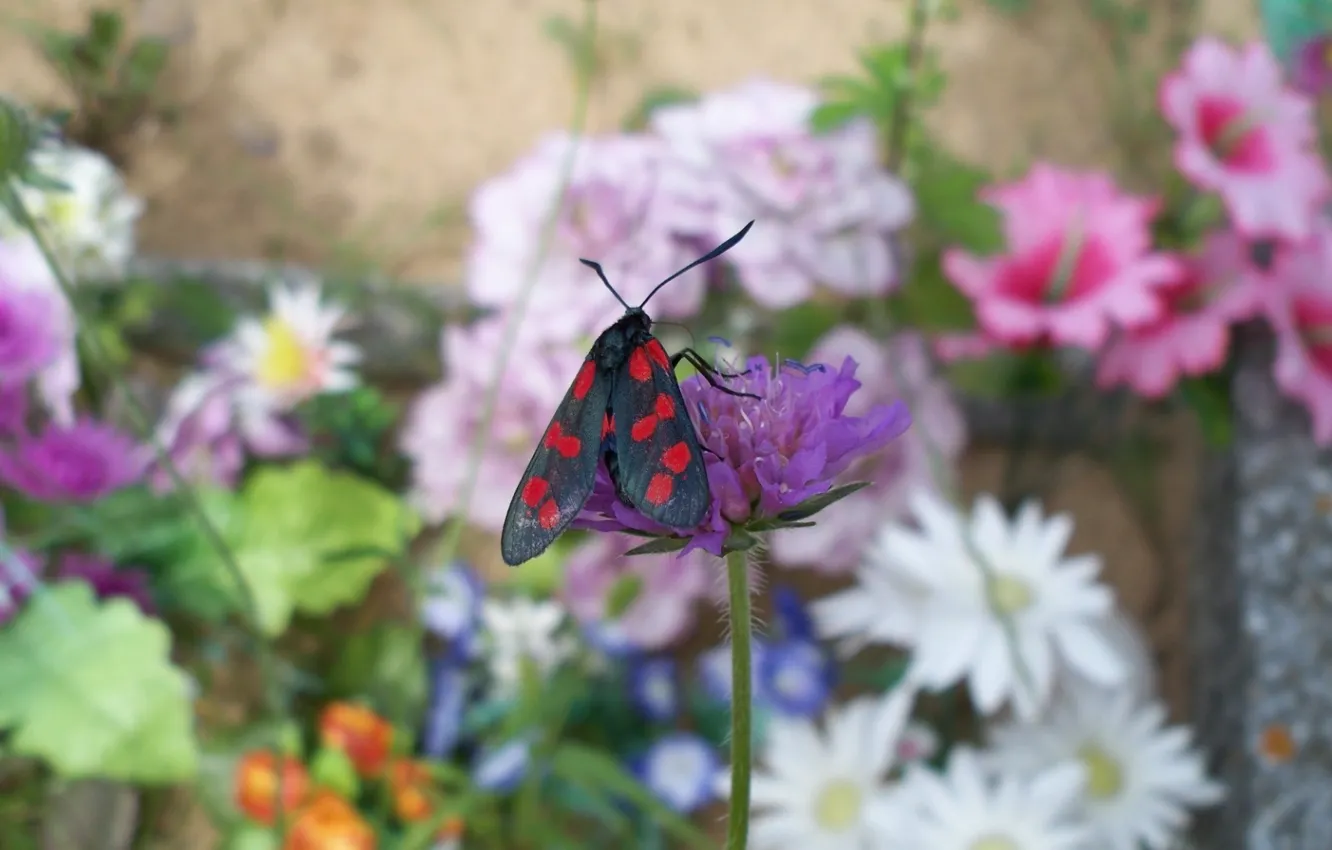 Photo wallpaper flower, butterfly, garden, meadow