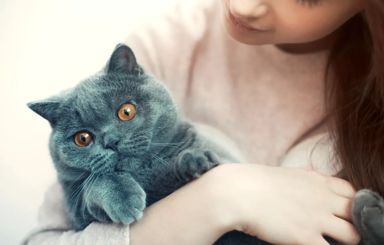Photo wallpaper cat, grey, girl, pet