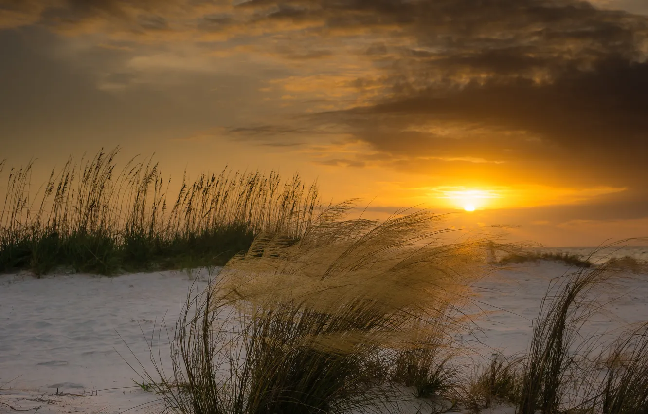 Photo wallpaper winter, beach, the sun, sunset, the wind, plants, FL, dunes