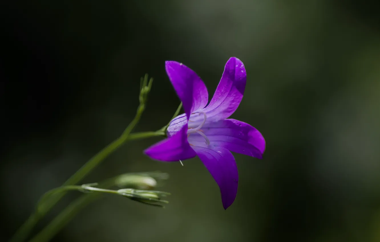 Photo wallpaper bells, color, macro, light, background, nature, summer