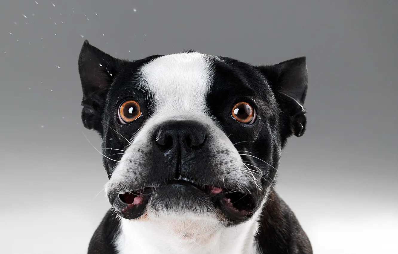 Photo wallpaper eyes, surprise, French bulldog