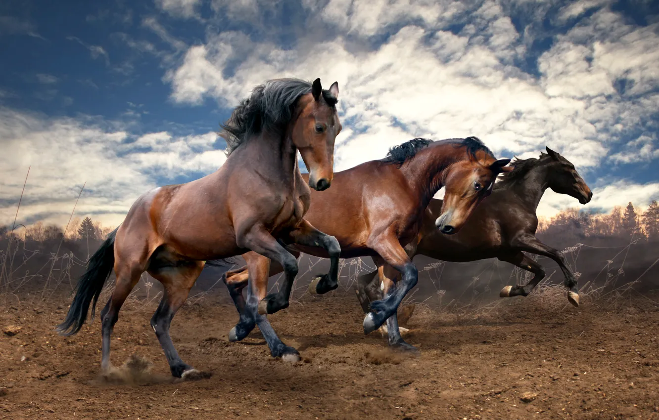 Photo wallpaper field, earth, horses, horse, running