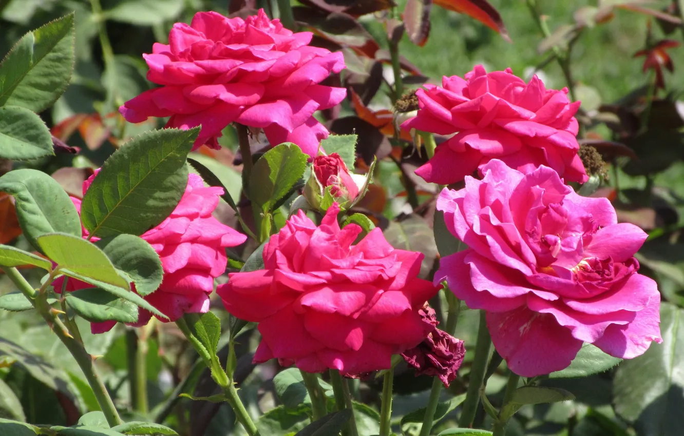 Photo wallpaper roses, Meduzanol ©, Summer 2018
