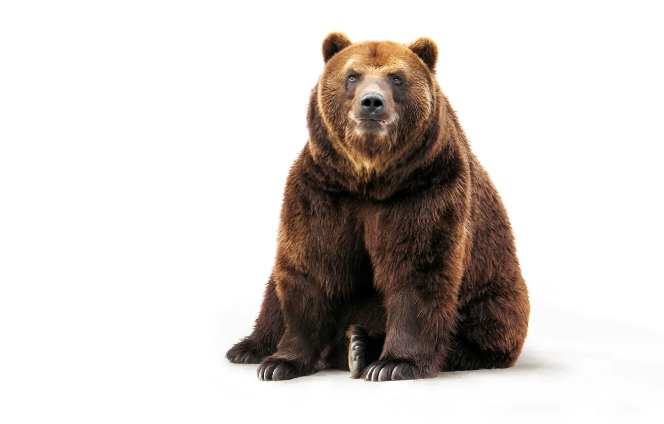 Photo wallpaper face, paws, wool, bear, white background, sitting, brown