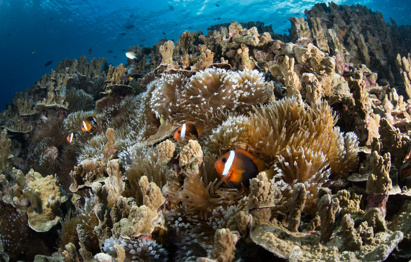 Photo wallpaper fish, corals, the bottom of the sea, blue water