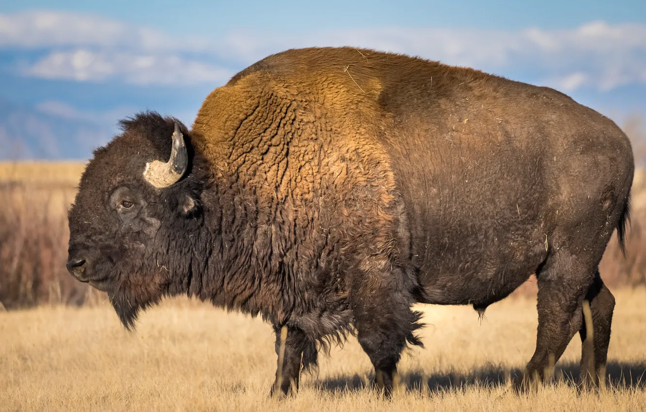 Photo wallpaper power, horns, Buffalo