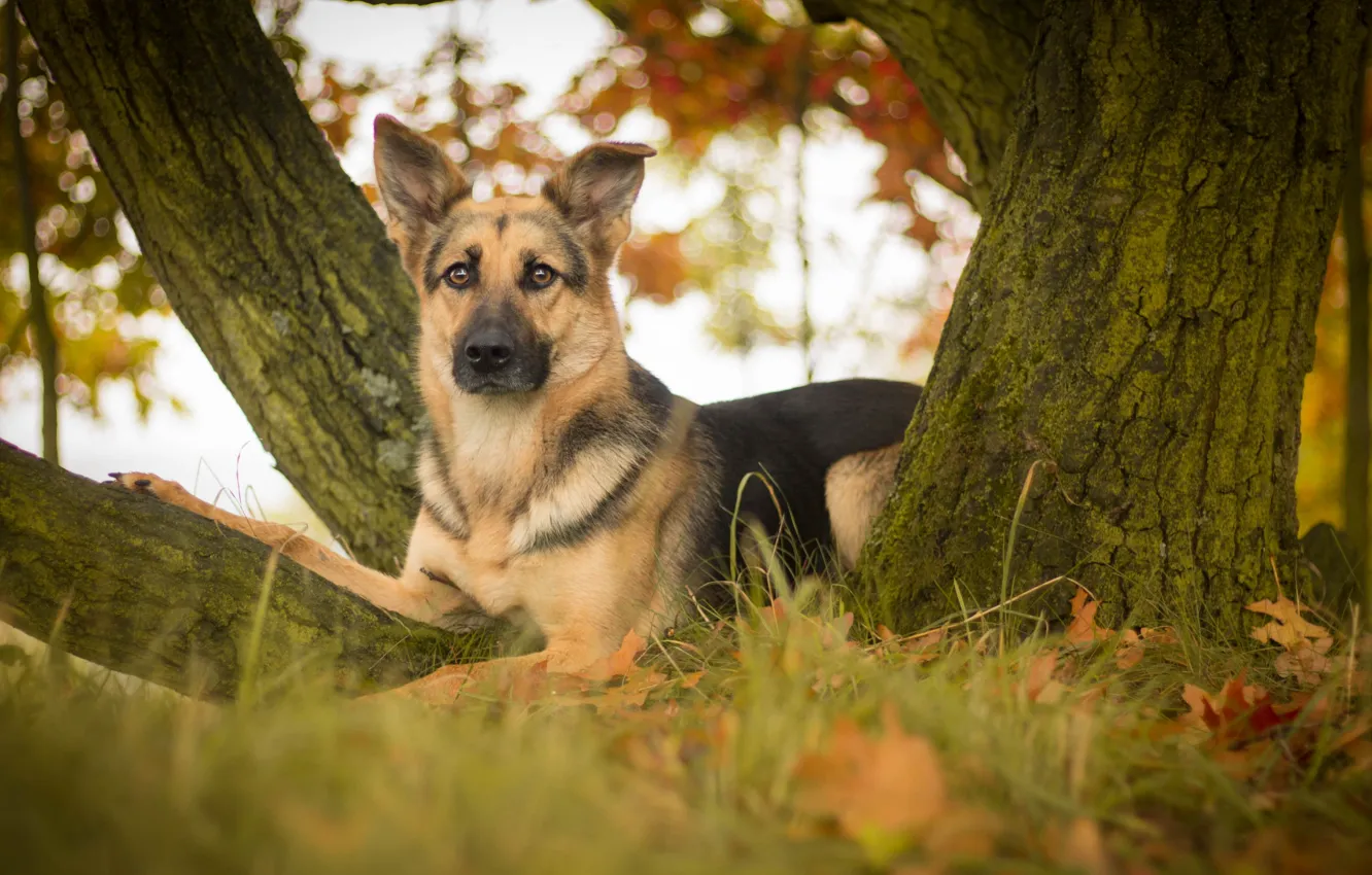 Photo wallpaper look, leaves, trees, dog, shepherd, German shepherd