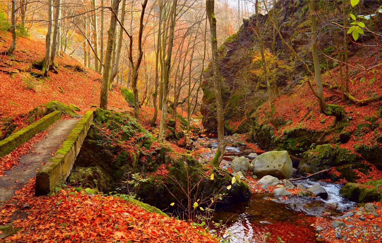 Photo wallpaper Autumn, Forest, Stones, Stream, Fall, Foliage, Autumn, Colors