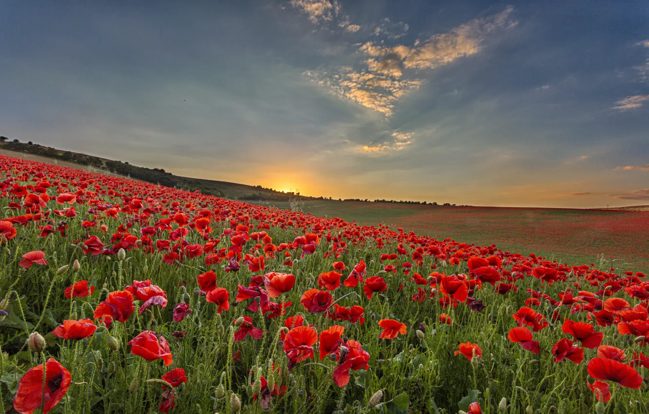 Photo wallpaper field, sunset, poppy