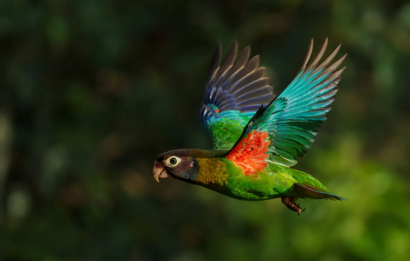 Photo wallpaper look, light, flight, bird, parrot, bokeh, lovebird, bright plumage