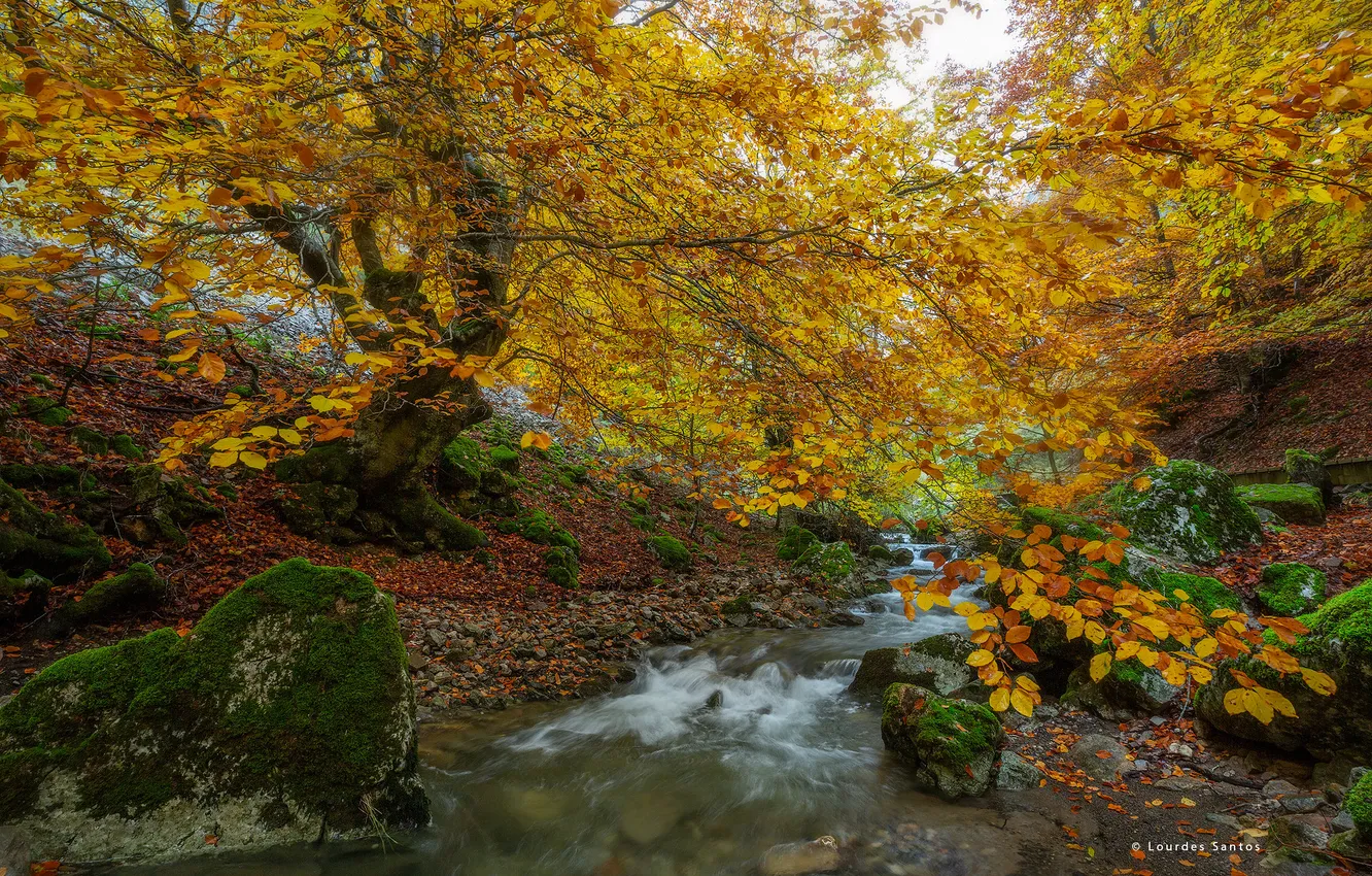 Photo wallpaper autumn, forest, nature, river, stream