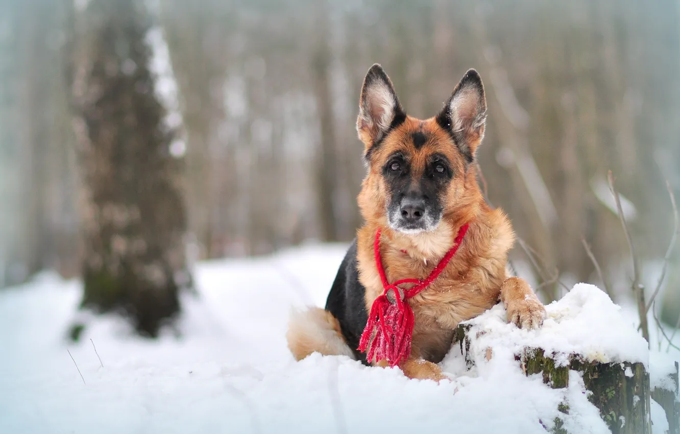 Photo wallpaper winter, snow, nature, animal, dog, shepherd