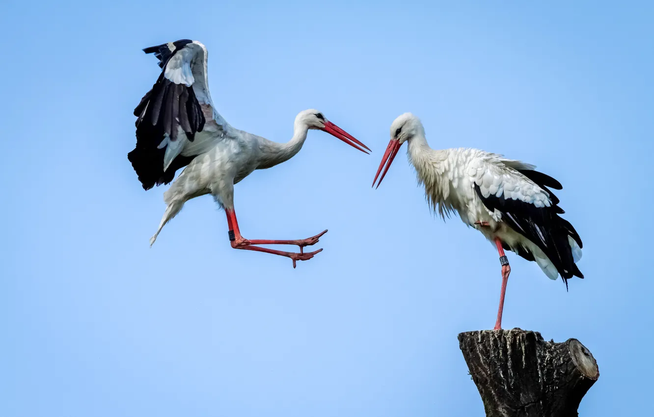 Photo wallpaper bird, wings, beak, stork