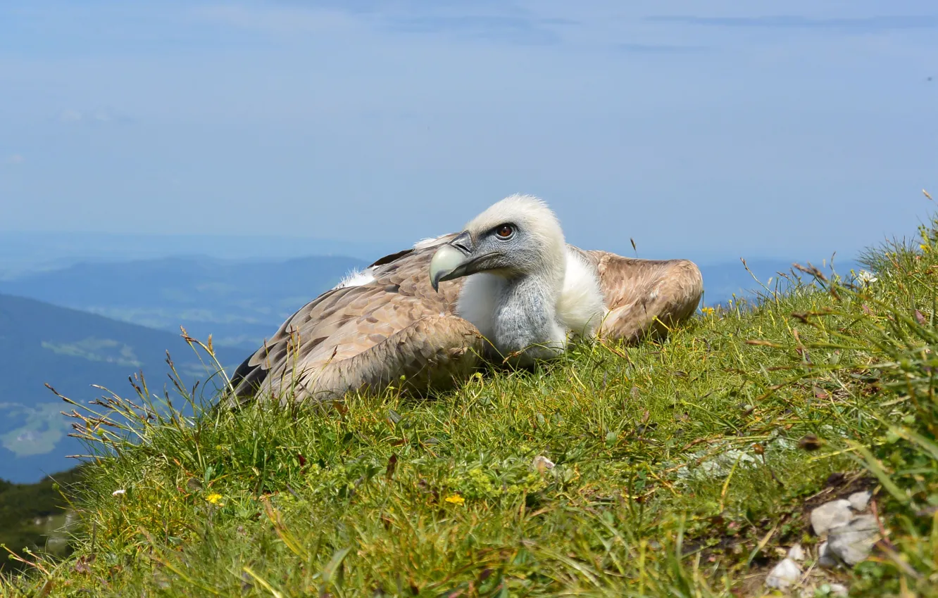 Photo wallpaper the sky, hills, bird, Grif