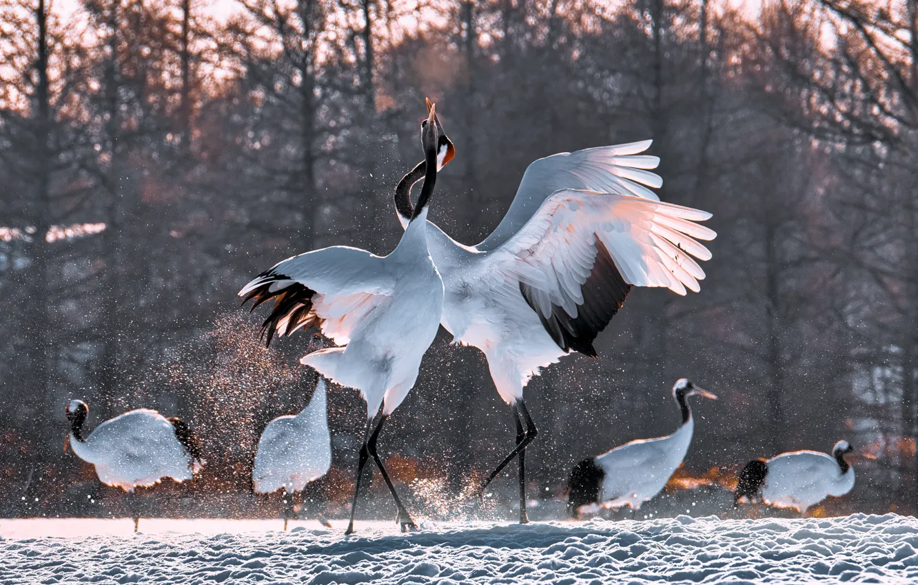 Photo wallpaper bird, dance, Japanese crane, cranes