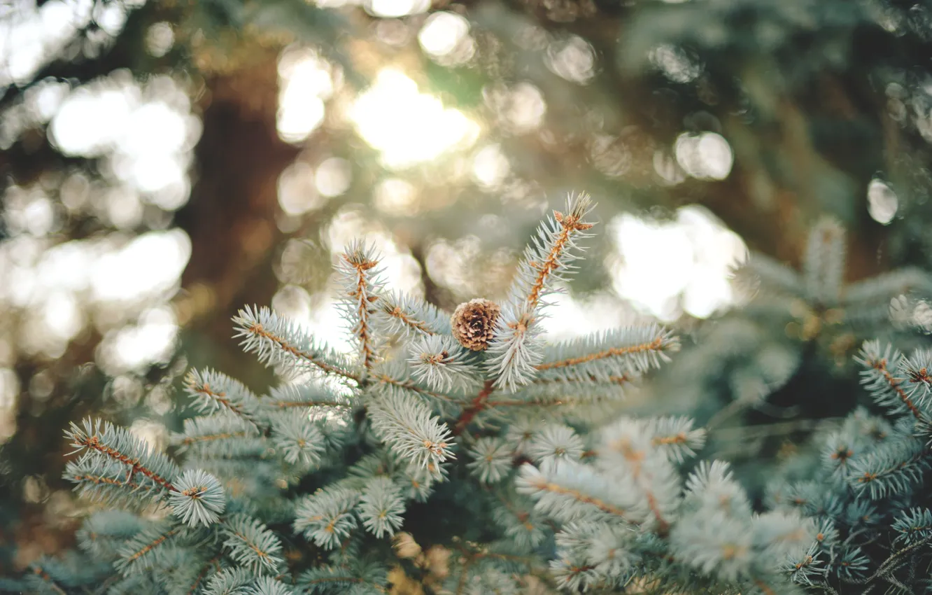 Photo wallpaper needles, branch, bump