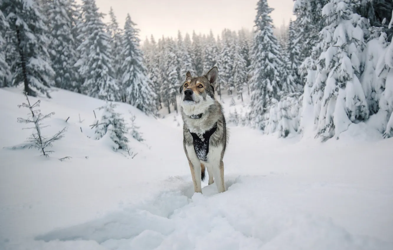Photo wallpaper winter, forest, look, face, snow, trees, nature, pose
