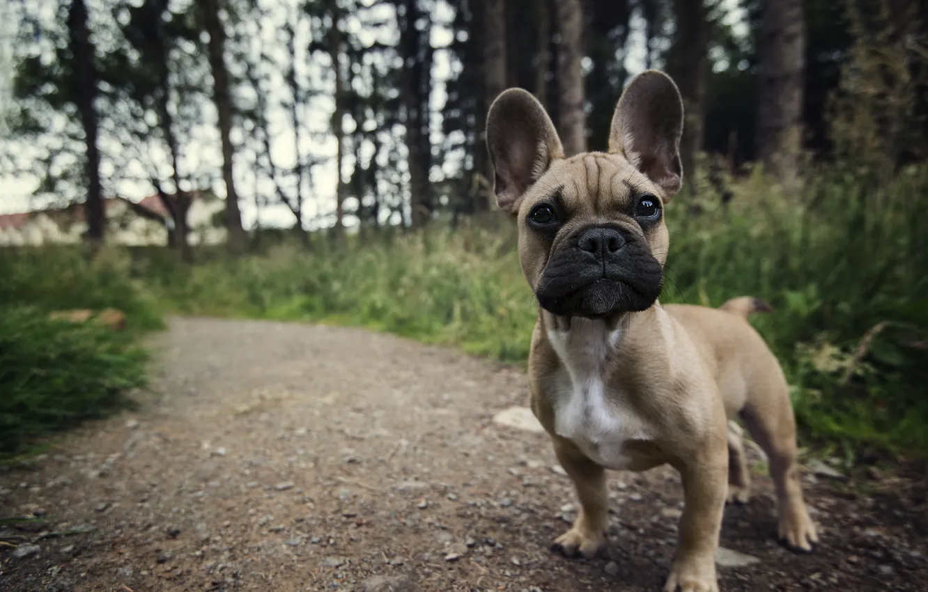 Photo wallpaper summer, look, each, dog